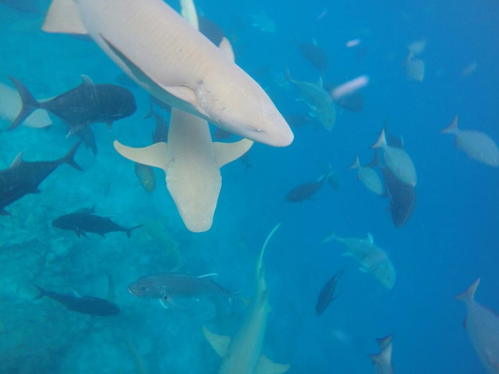 Sancia Lodge Fulidhoo Eksteriør billede