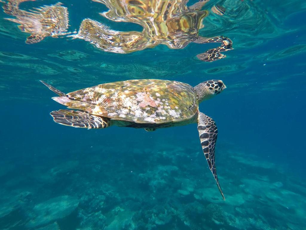 Sancia Lodge Fulidhoo Eksteriør billede