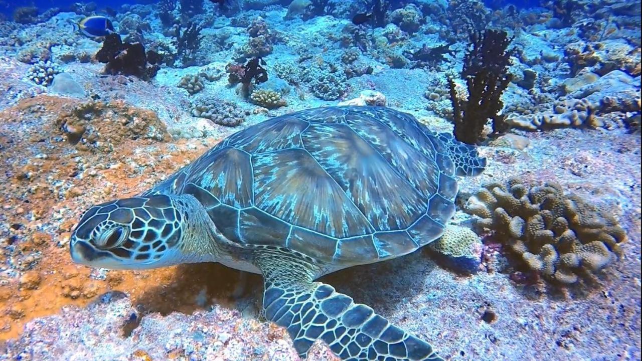 Sancia Lodge Fulidhoo Eksteriør billede