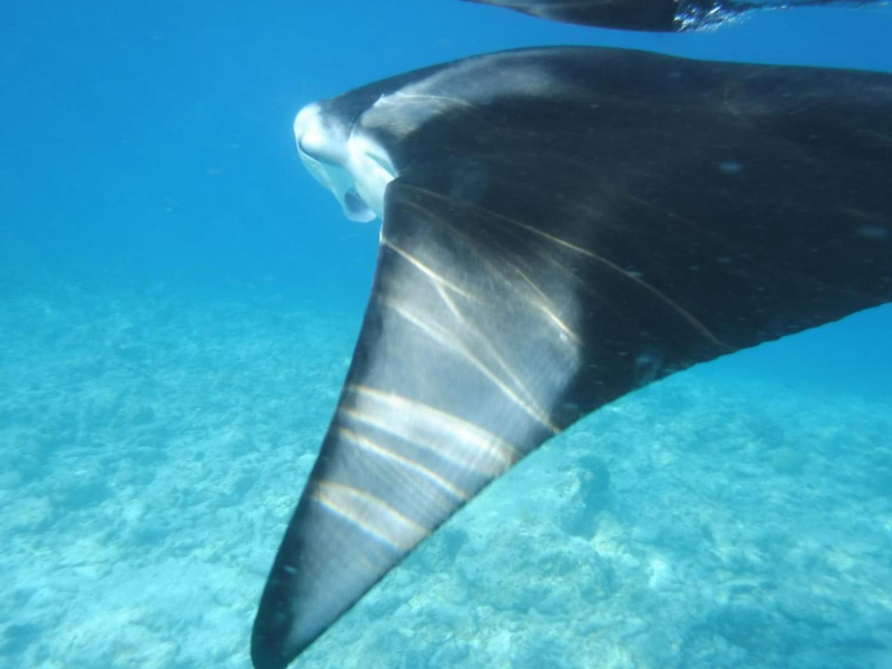 Sancia Lodge Fulidhoo Eksteriør billede