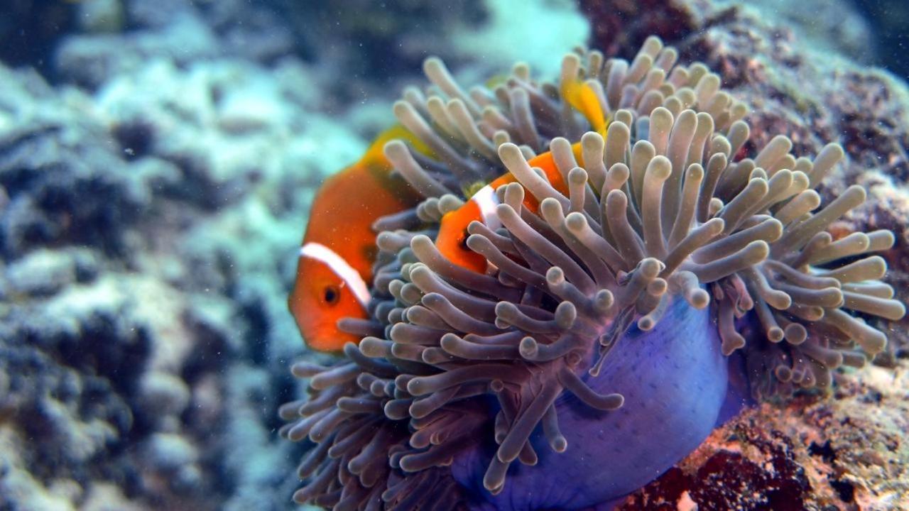 Sancia Lodge Fulidhoo Eksteriør billede