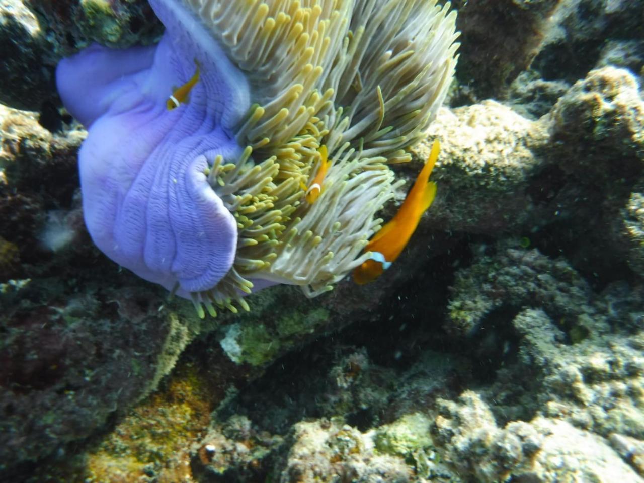 Sancia Lodge Fulidhoo Eksteriør billede